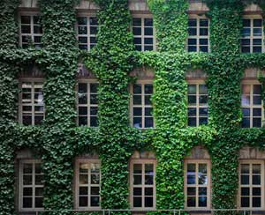 家里不同角落需要擺放不同植物，你家放對了嗎？