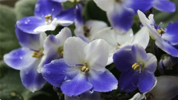 非洲紫羅蘭_副本