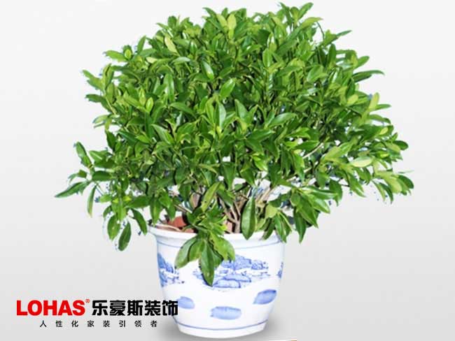 石家莊裝修效果圖