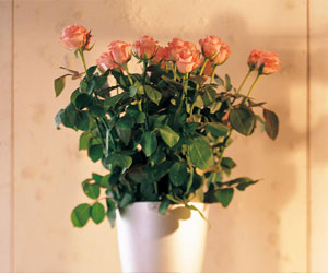 在室內(nèi)養(yǎng)花有哪些”宜“與”忌“