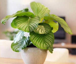 家里適合種什么綠色植物呢？