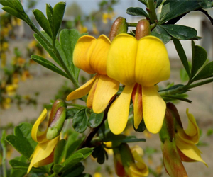 錦雞兒的功效以及價(jià)格？