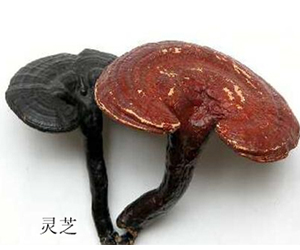 靈芝為什么那么貴？你知道怎么辨別靈芝的真假嗎？