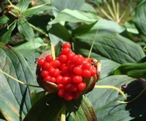 你知道重樓這種生物嗎？它的功效可是很大的哦！