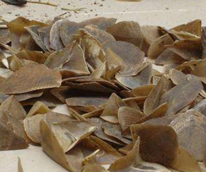 穿山甲鱗片有什么功效？它的市場價(jià)格又是什么樣的呢？