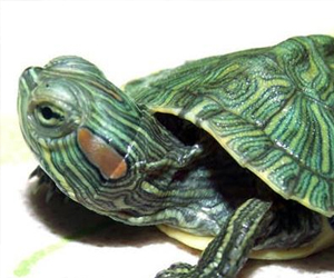 巴西龜貴嗎？選購標(biāo)準(zhǔn)有哪些呢？