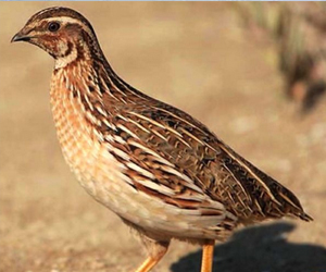 鵪鶉和鴿子同屬于一個(gè)物種嗎？