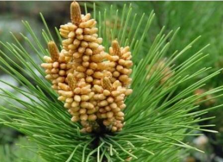 松花粉有什么功效呢？市價(jià)是多少呢？