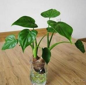 滴水觀音好養(yǎng)嗎？有什么作用嗎？