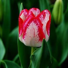 郁金香放在室內(nèi)有影響嗎？