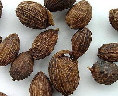 草果有什么作用？怎么制作呢？