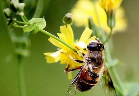 被蜜蜂蟄了怎么辦？