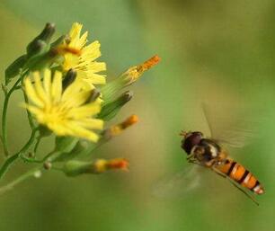 被蜜蜂蟄了怎么辦？