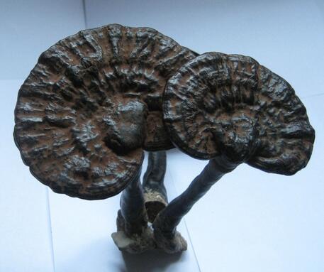 黑靈芝比一般的靈芝更好嗎？