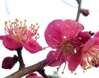 梅花有什么含義嗎？