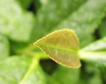 怎么預(yù)防茶白星病呢？好治嗎？