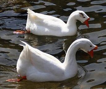 鵝和鴨有哪些區(qū)別？怎么分辨呢？