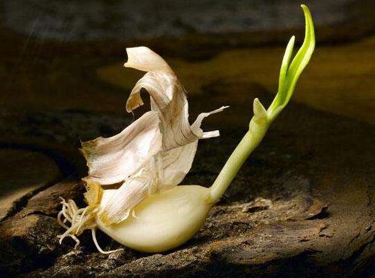 大蒜發(fā)芽
