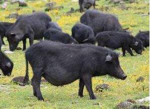 藏香豬多少錢一斤？有什么功效呢？