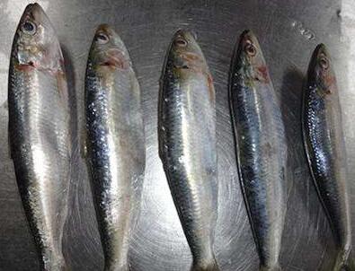 沙丁魚多少錢呢？怎么選購呢？