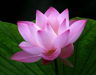 荷葉有哪些功效呢？