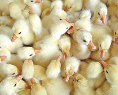 鵝苗多少錢一只？怎么挑選鵝苗呢？