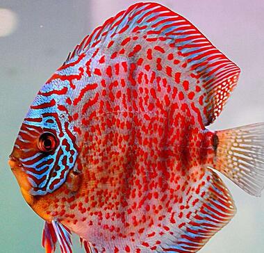 七彩神仙魚多少錢呢？好養(yǎng)嗎？