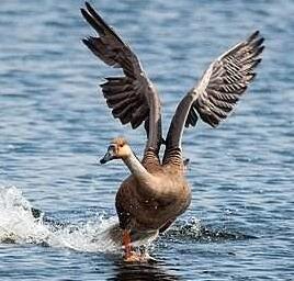 養(yǎng)大雁好嗎？前景怎么樣？