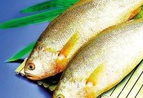 黃花魚好吃嘛？價(jià)格是多少呢？