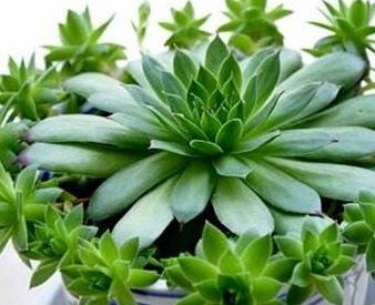 景天科觀音蓮子好養(yǎng)嗎？葉子下垂怎么辦呢？