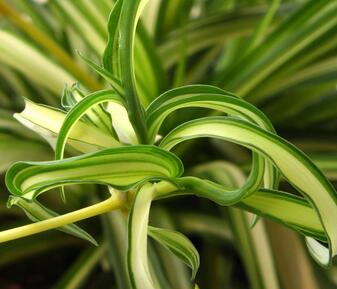 吊蘭放在屋子里好嗎？