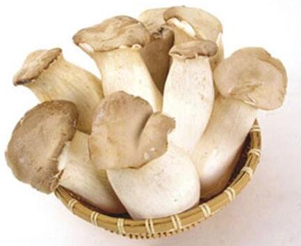 杏鮑菇產(chǎn)自哪里呢？需要哪些條件呢？