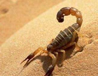 蝎子多少錢一斤？有哪些功效呢？